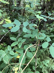 Rosa nutkana