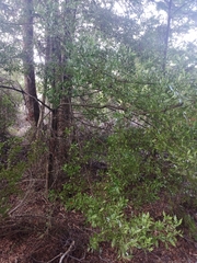 Phyllocladus alpinus