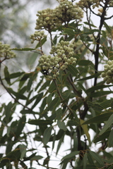 Corymbia terminalis