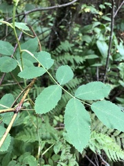 Rosa nutkana