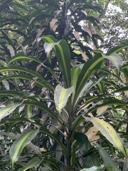 Dracaena fragrans