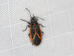 Melacoryphus admirabilis