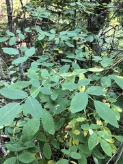 Rosa nutkana
