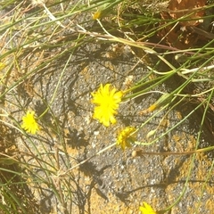 Hypochaeris radicata