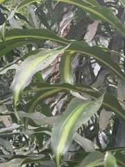 Dracaena fragrans
