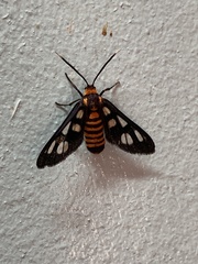 Amata huebneri