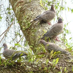 Patagioenas picazuro