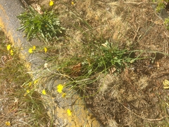 Hypochaeris radicata