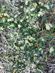 Phebalium squamulosum