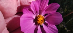 Cosmos bipinnatus
