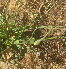 Hypochaeris radicata