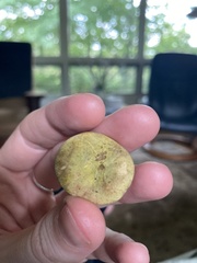 Hypomyces luteovirens