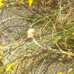 Hypochaeris radicata