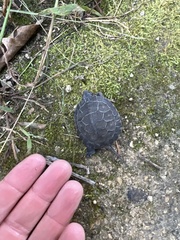 Emydoidea blandingii