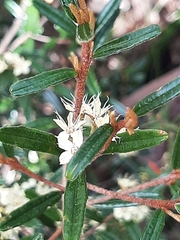 Phebalium squamulosum