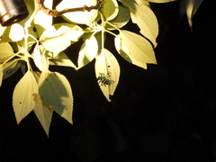 Pachyrhynchus tobafolius