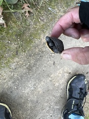 Emydoidea blandingii