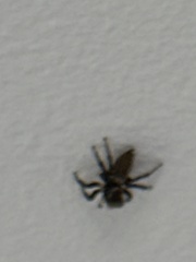 Hasarius adansoni