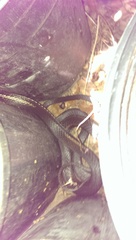 Masticophis taeniatus girardi