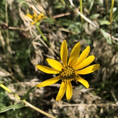 Helianthus gracilentus