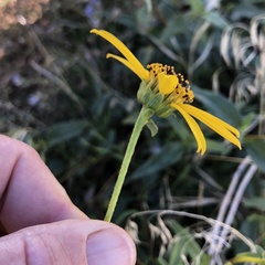 Helianthus gracilentus