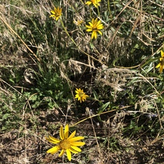 Helianthus gracilentus