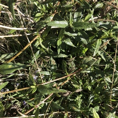 Helianthus gracilentus