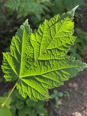 Acer spicatum