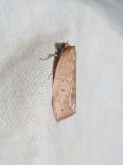 Detounda leptoplasta