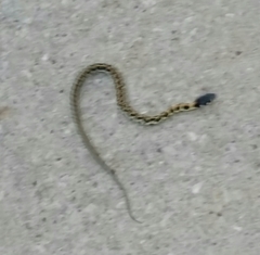 Thamnophis cyrtopsis ocellatus