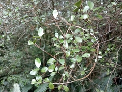 Neomyrtus pedunculata