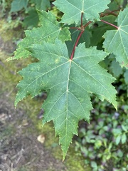Acer rubrum