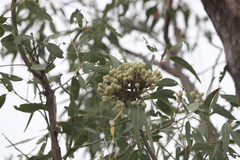 Corymbia terminalis