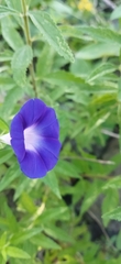 Ipomoea purpurea