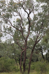 Corymbia terminalis