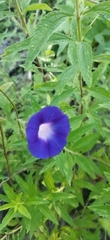 Ipomoea purpurea