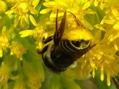 Megachile