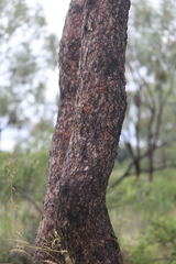 Corymbia terminalis