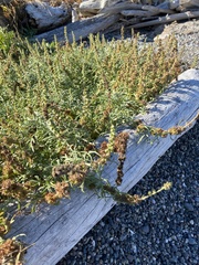 Ambrosia chamissonis