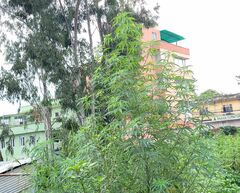 Cannabis sativa spontanea