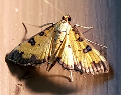 Ategumia ebulealis