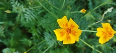 Tagetes lunulata