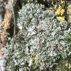 Phaeophyscia constipata