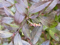 Vaccinium angustifolium