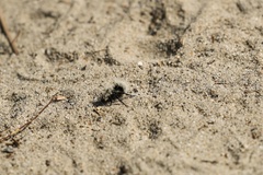 Dasymutilla sackenii