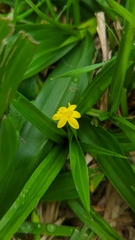 Hypoxis decumbens