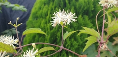 Clematis apiifolia