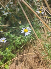 Anthemis cotula