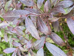Vaccinium angustifolium