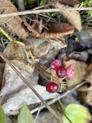 Maianthemum canadense